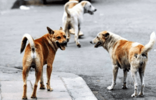 Dogs